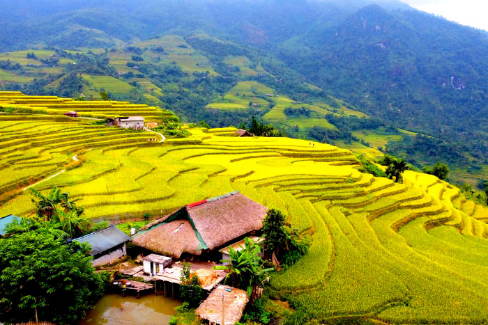 Hoang Su Phi terraced fields